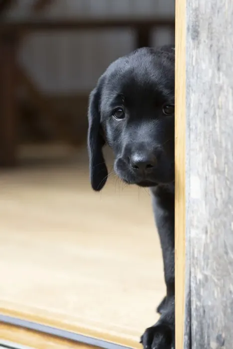 Framed Print : DOG. Black labarador puppy (10 weeks old ) standing in the doorway of a garden room with its head looking around the corner Framed Print : DOG. Black labarador puppy (10 weeks old ) standing in the doorway of a garden room with its head looking around the corner
