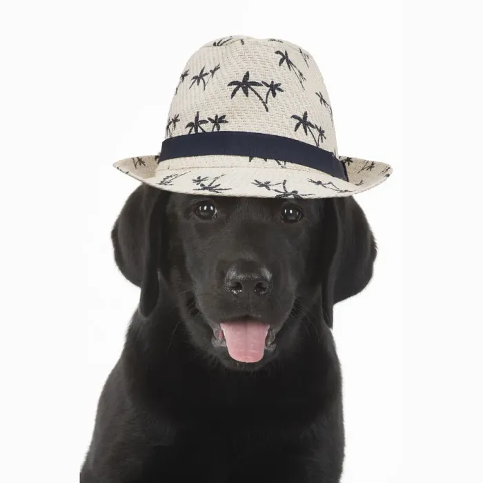 Framed Print : DOG. Black labarador puppy wearing a holiday hat