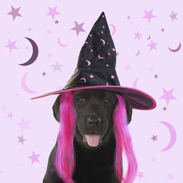 DOG. Black labarador puppy wearing witch hat for Halloween