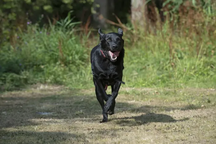 Framed Print : DOG. Black Labarador running towards camera Framed Print : DOG. Black Labarador running towards camera