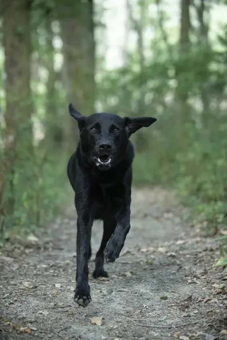 Framed Print : DOG. Black Labarador running towards camera Framed Print : DOG. Black Labarador running towards camera