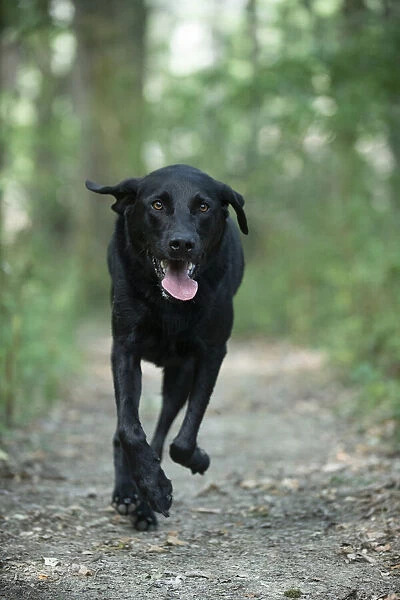 DOG. Black Labarador running towards camera