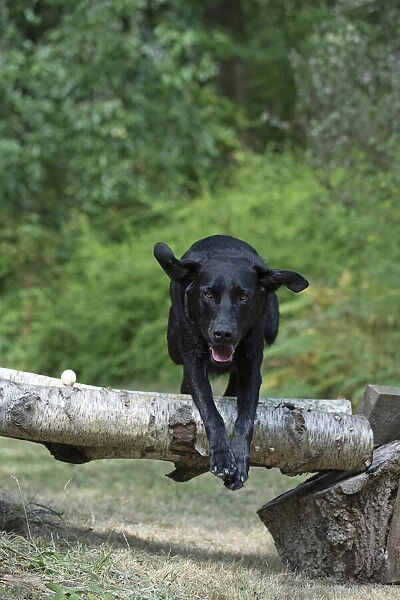 DOG. Black Labarador running, jumping over log