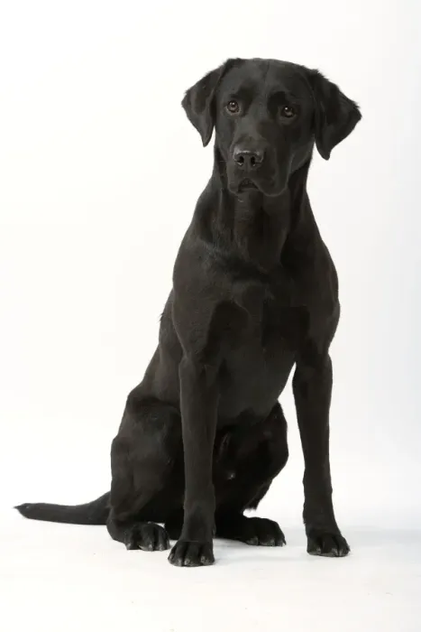 Framed Print : Dog - Black Labrador Framed Print : Dog - Black Labrador