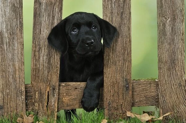 DOG. Black Labrador
