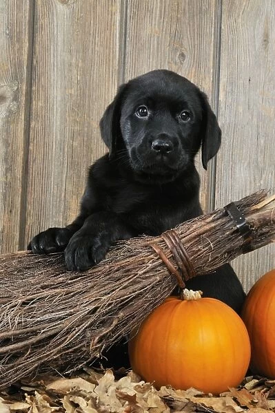 DOG. Black Labrador with broom & pumpkins