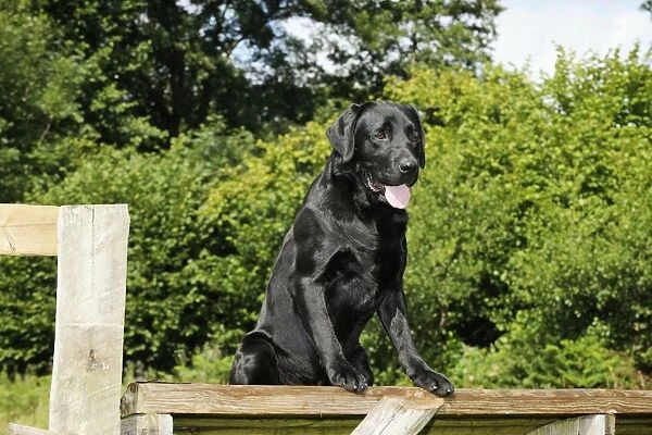 Dog. Black labrador on fence