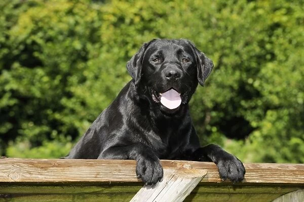 Dog. Black labrador on fence