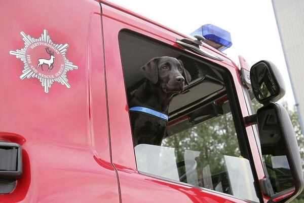 Dog - Black Labrador in Fire Engine