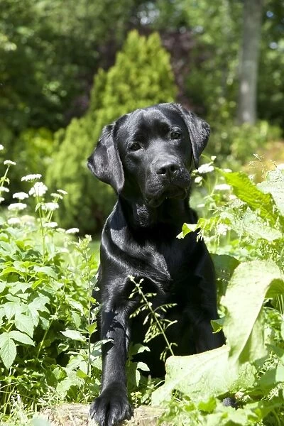 DOG - Black labrador in garden