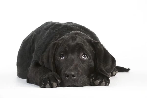 DOG - Black labrador laying down
