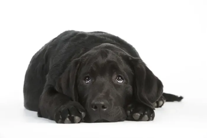Framed Print : DOG - Black labrador laying down Framed Print : DOG - Black labrador laying down