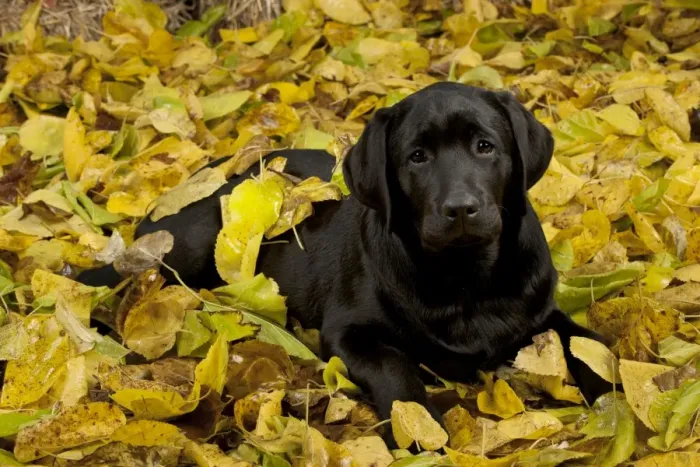 Framed Print : DOG - Black labrador laying in leaves Framed Print : DOG - Black labrador laying in leaves
