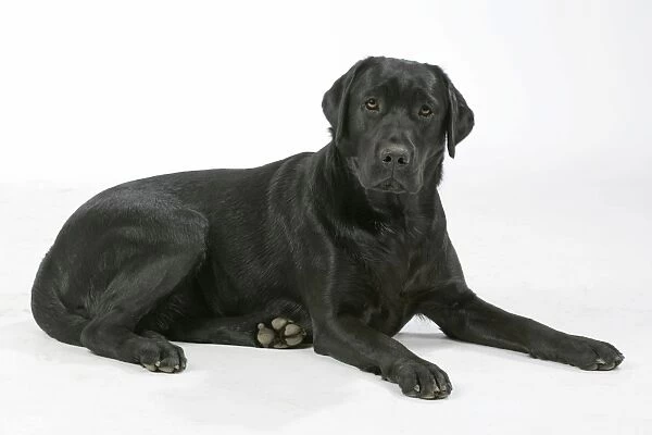 Dog - Black Labrador - lying down