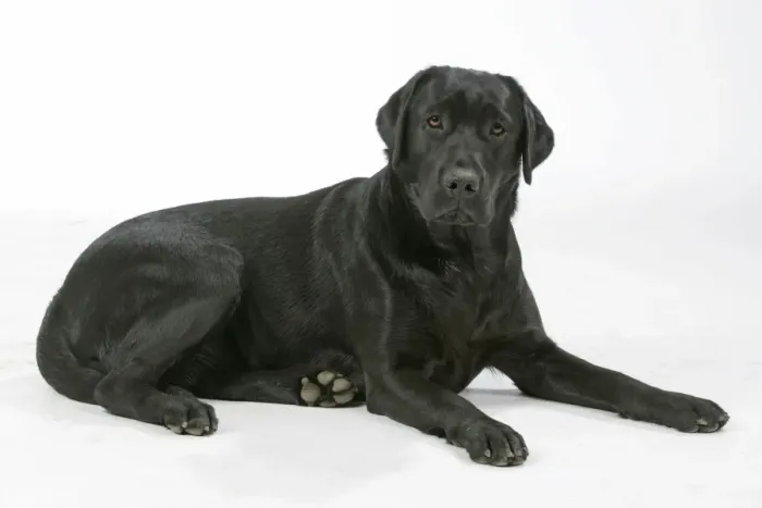 Framed Print : Dog - Black Labrador - lying down Framed Print : Dog - Black Labrador - lying down