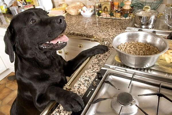 Dog - Black Labrador with paws up on kitchen counter looking at food