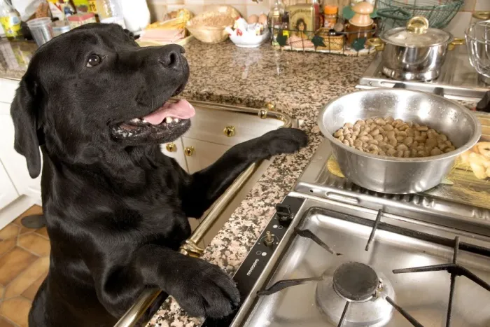 Framed Print : Dog - Black Labrador with paws up on kitchen counter looking at food Framed Print : Dog - Black Labrador with paws up on kitchen counter looking at food