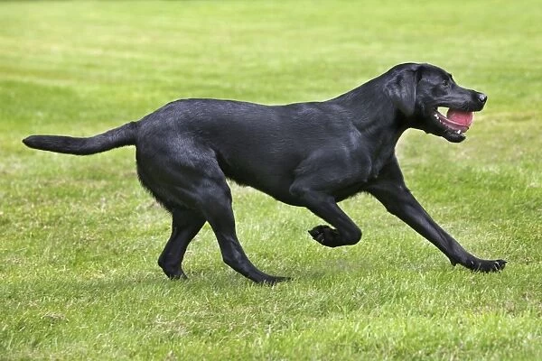 Dog - Black Labrador - playing in garden with ball