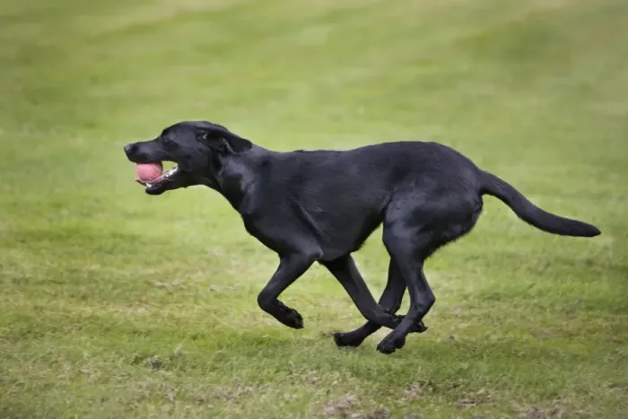 Framed Print : Dog - Black Labrador - playing in garden with ball Framed Print : Dog - Black Labrador - playing in garden with ball