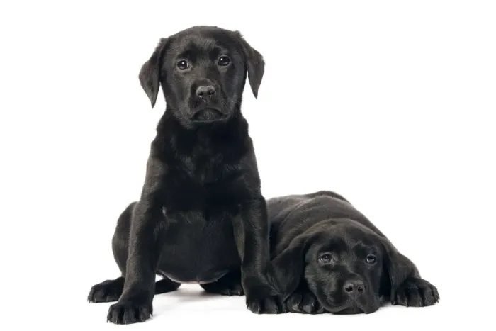 Framed Print : Dog - Black labrador puppies - two in studio Framed Print : Dog - Black labrador puppies - two in studio