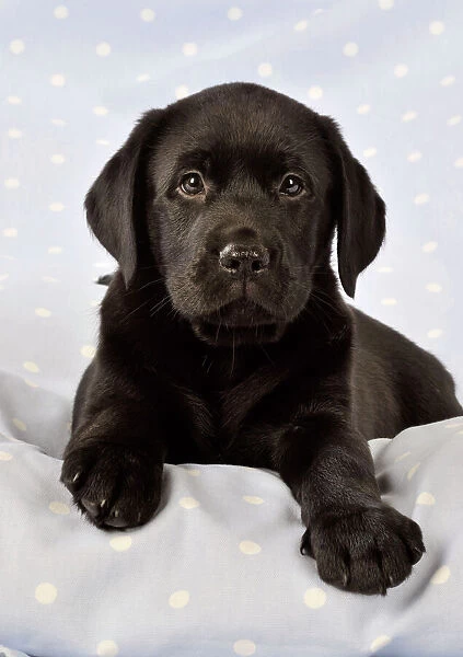 DOG. Black Labrador puppy (8 weeks old ) on blue spotted background