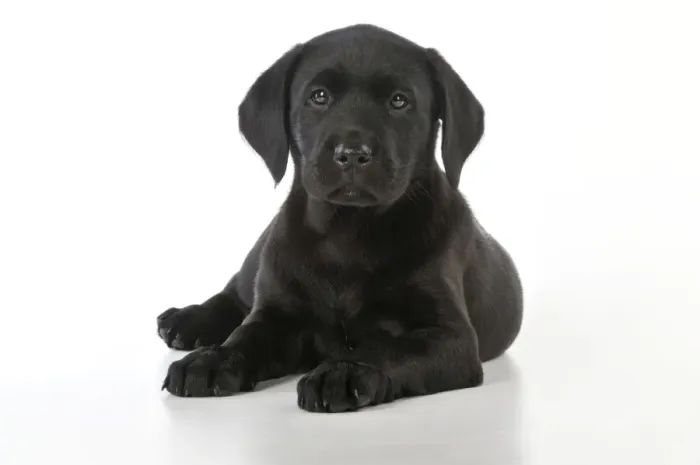 Framed Print : DOG. Black Labrador puppy (8 weeks old ) Framed Print : DOG. Black Labrador puppy (8 weeks old )