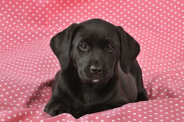 DOG. Black Labrador puppy (8 weeks old ) on red spotted background