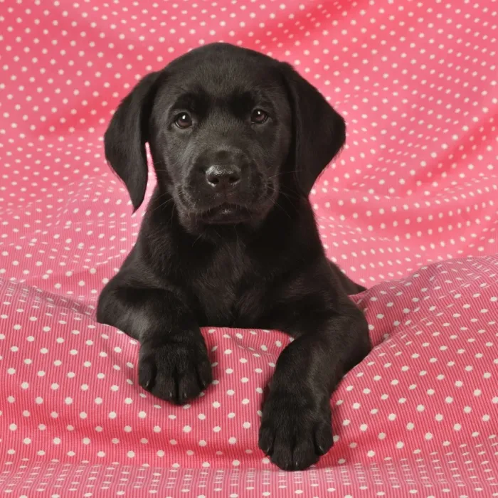 Framed Print : DOG. Black Labrador puppy (8 weeks old ) on red spotted background Framed Print : DOG. Black Labrador puppy (8 weeks old ) on red spotted background