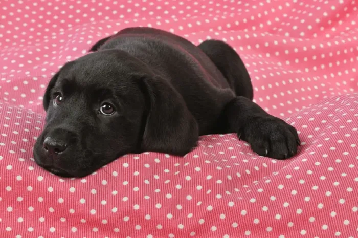 Framed Print : DOG. Black Labrador puppy (8 weeks old ) on red spotted background Framed Print : DOG. Black Labrador puppy (8 weeks old ) on red spotted background