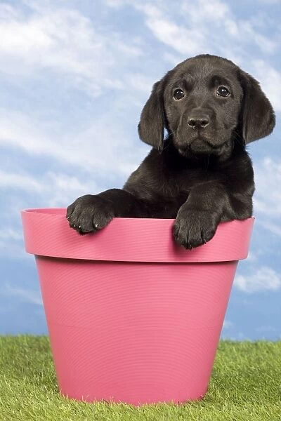 Dog - Black Labrador - puppy. in flowerpot