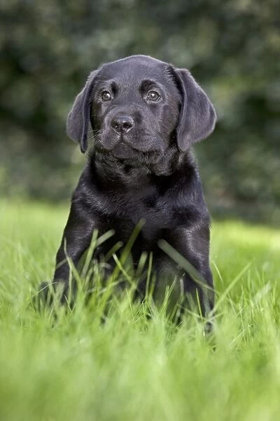 Dog - Black Labrador - puppy in garden