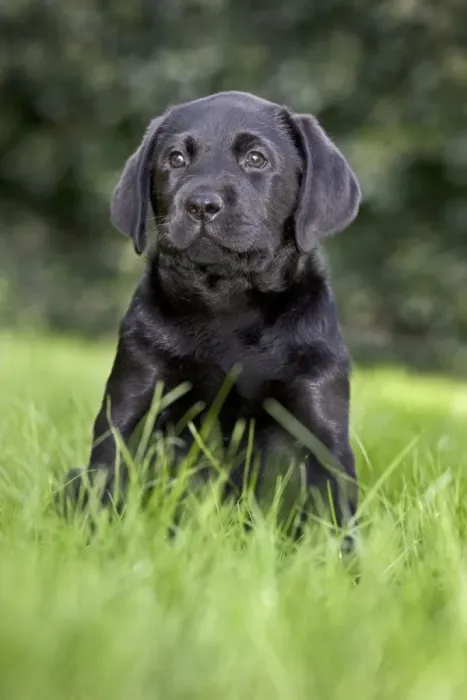 Framed Print : Dog - Black Labrador - puppy in garden Framed Print : Dog - Black Labrador - puppy in garden