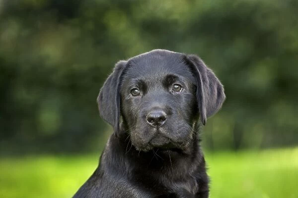 Dog - Black Labrador - puppy in garden