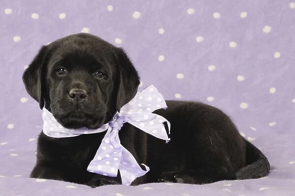 DOG. Black labrador puppy laying down with purple bow around its neck