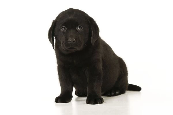 DOG. Black labrador puppy sitting down