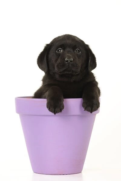 DOG. Black labrador puppy sitting in a plant pot
