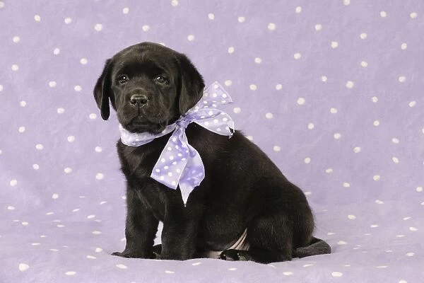 DOG. Black labrador puppy sitting down with purple bow around its neck