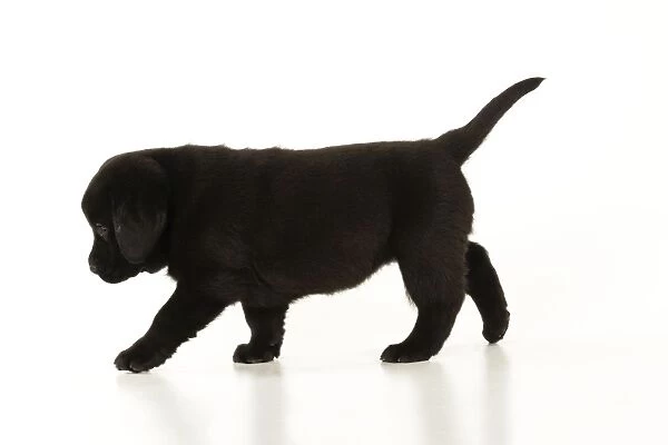 DOG. Black labrador puppy standing