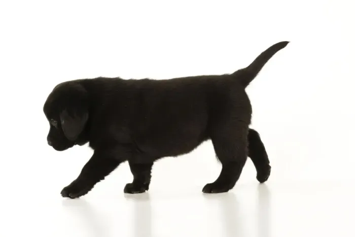 Framed Print : DOG. Black labrador puppy standing Framed Print : DOG. Black labrador puppy standing