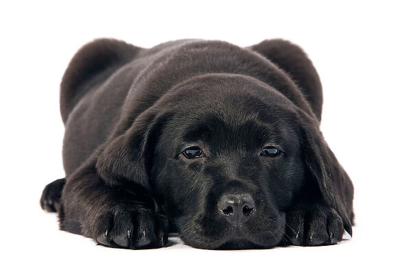 Dog - Black Labrador puppy in studio