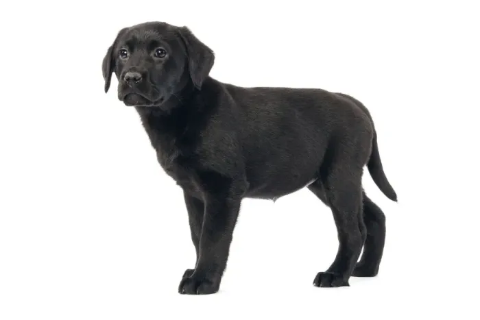 Framed Print : Dog - Black labrador puppy - in studio Framed Print : Dog - Black labrador puppy - in studio
