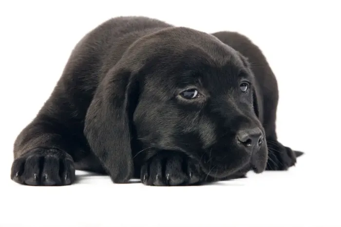 Framed Print : Dog - Black Labrador puppy in studio Framed Print : Dog - Black Labrador puppy in studio