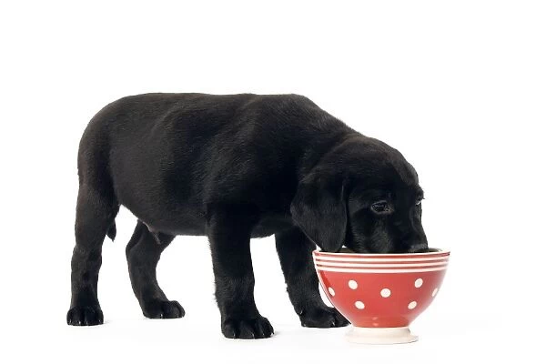 Dog - Black Labrador puppy in studio eating from red & white spotted bowl