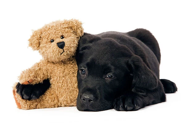 Dog - Black Labrador puppy in studio with teddy bear
