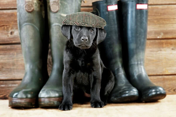 DOG Black Labrador puppy wearing flat cap ( 6 weeks old ) with wellington