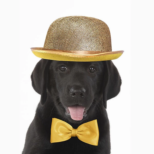 DOG. Black labrador puppy wearing a gold bowler hat and bow tie