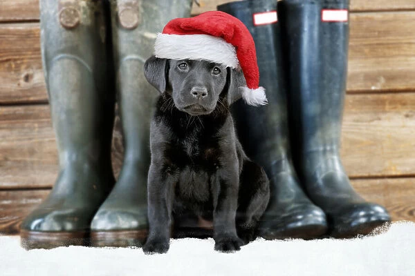 DOG ~ Black Labrador puppy wearing red Christmas Santa hat with wellington boots in the snow