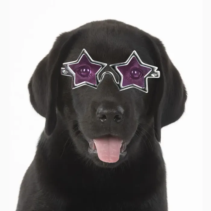 Framed Print : DOG. Black labrador puppy wearing star shaped glasses Framed Print : DOG. Black labrador puppy wearing star shaped glasses