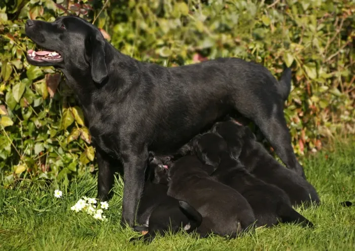 Framed Print : Dog - Black Labrador Retriever with puppies suckling Framed Print : Dog - Black Labrador Retriever with puppies suckling