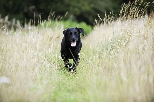Dog. Black labrador running in field